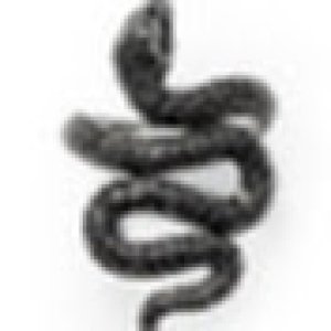 Profile photo for goneSeeking.